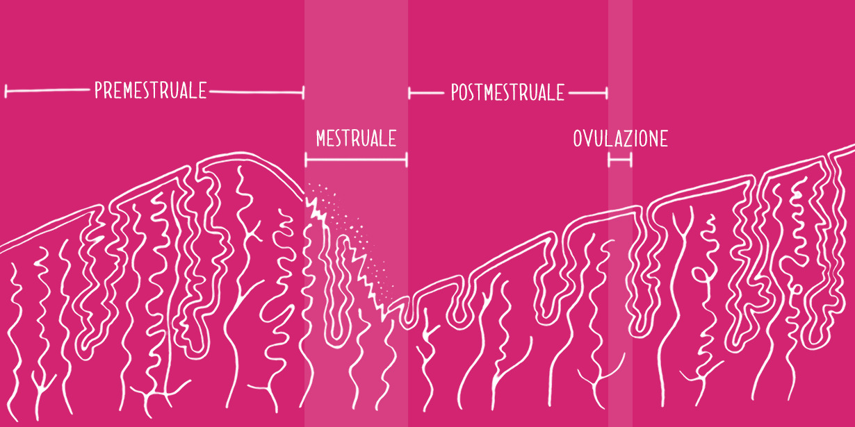 Fasi del ciclo uterino